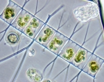 Phytoplankton