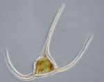 Ceratium longipes, author: Fisheries and Oceans Canada, Dalhousie University, Rajashree Gouda