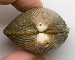Clinocardium ciliatum - side view, author: Nozes, Claude