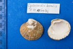 Bivalvia