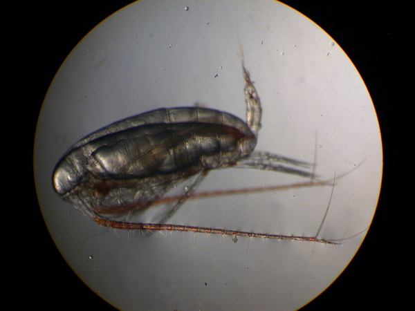 Calanus finmarchicus Calanus finmarchicus