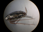 Mesozooplankton