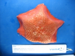 Echinoderms