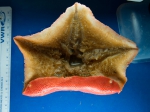 Sea stars