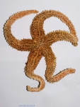 Echinoderms