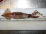 Cephalopoda