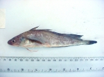 Gadiformes