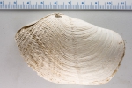 Mollusca (molluscs)