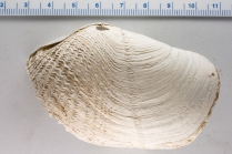 Zirfaea crispata