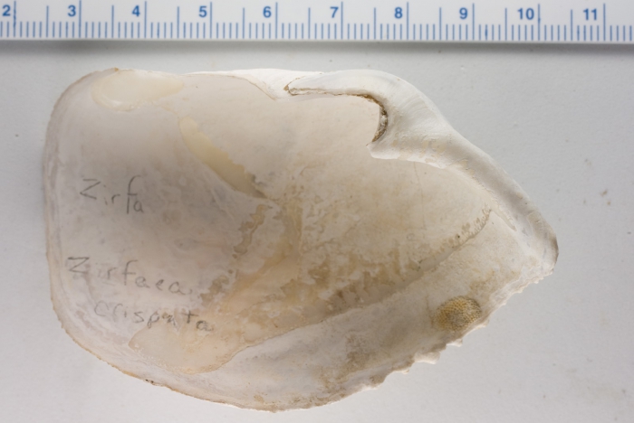 Zirfaea crispata Zirfaea crispata