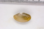 Molluscs