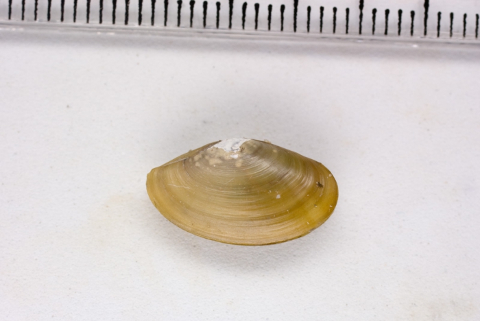 Yoldia Yoldia