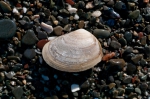 Bivalvia