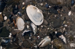 Molluscs
