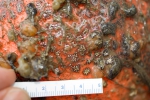 Tunicates