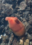 Tunicates