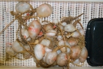 Tunicates