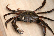 Carcinus maenas, author: Fisheries and Oceans Canada