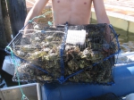 Aquatic Invasive Species