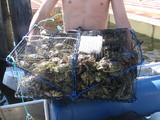 Carcinus maenas, author: Fisheries and Oceans Canada