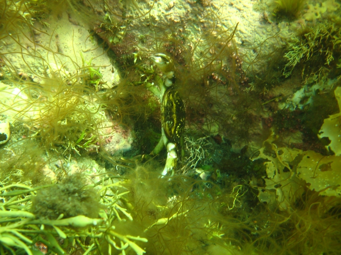 Carcinus maenas