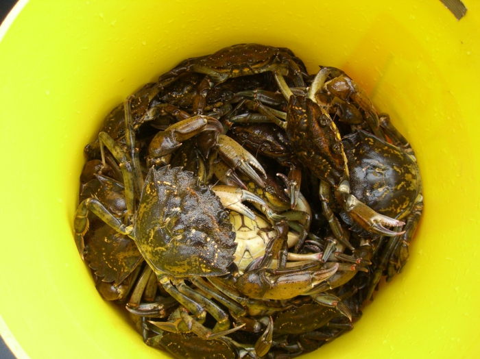 Carcinus maenas Carcinus maenas