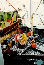 Haring- en sprotvisserij