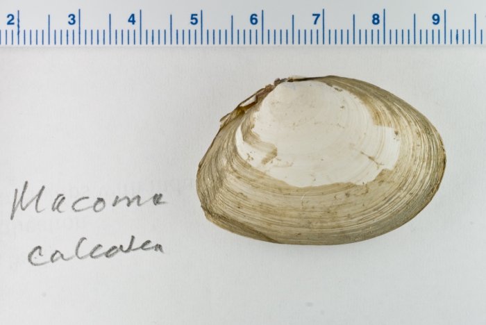 Macoma calcarea Macoma calcarea