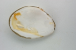 Bivalvia