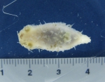 Nudibranch