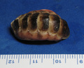 Polyplacophora