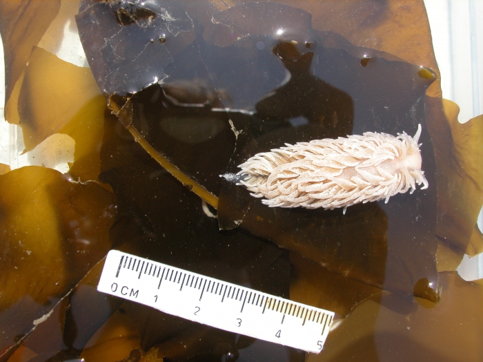 Aeolidia papillosa Aeolidia papillosa