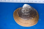 Molluscs