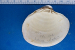 Bivalvia