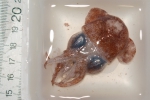 Molluscs