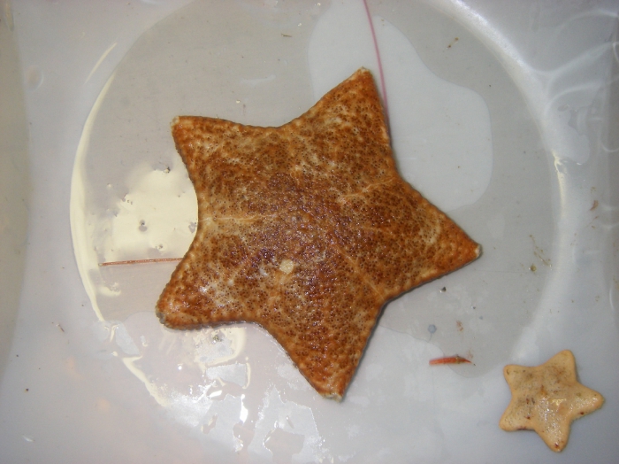 Poraniomorpha hispida Poraniomorpha hispida