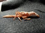 Decapoda