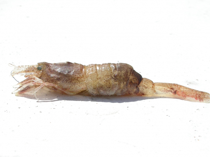 Sabinea septemcarinata Sabinea septemcarinata