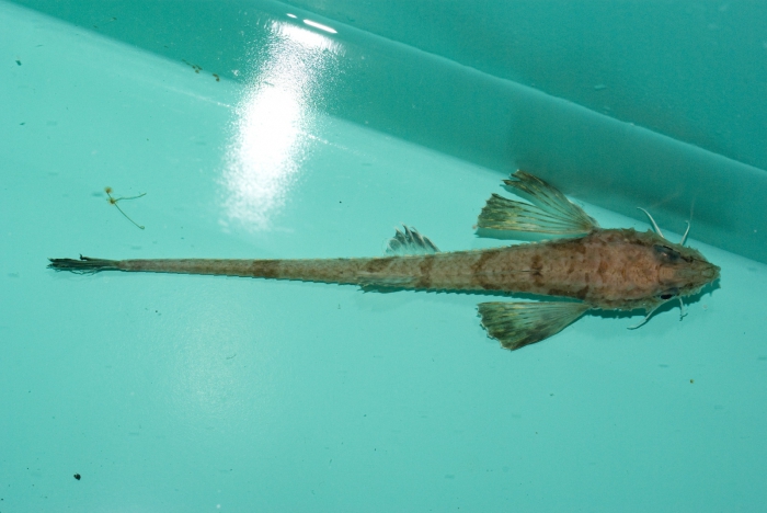 Leptagonus decagonus Leptagonus decagonus