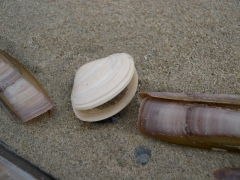 stevige strandschelp