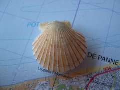 Weekdieren