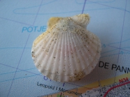 Aequipecten opercularis (Linnaeus, 1758) 