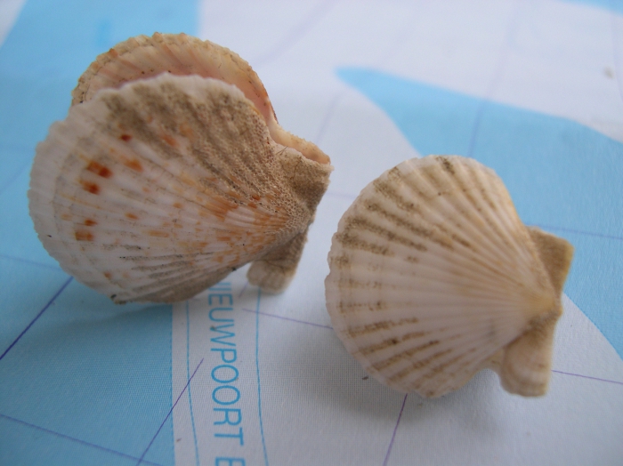 Aequipecten opercularis (Linnaeus, 1758) Aequipecten opercularis (Linnaeus, 1758)