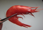 Shrimp