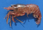 Decapoda