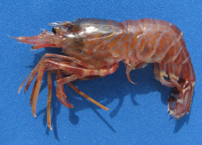 Lebbeus microceros Lebbeus microceros
