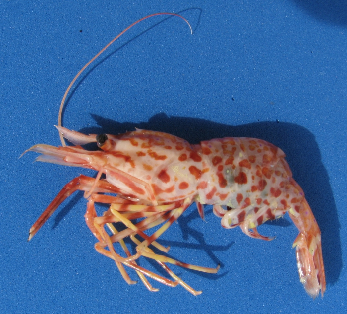 Lebbeus polaris Lebbeus polaris