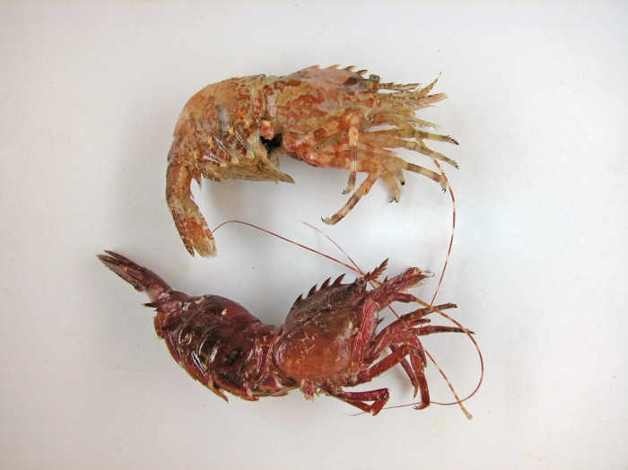 Lebbeus groenlandicus Lebbeus groenlandicus