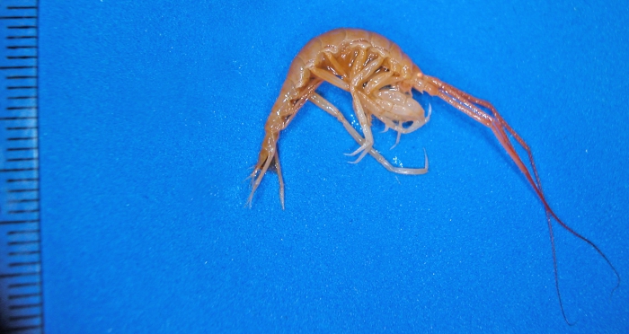 Neohela monstrosa Neohela monstrosa