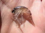 Amphipoda